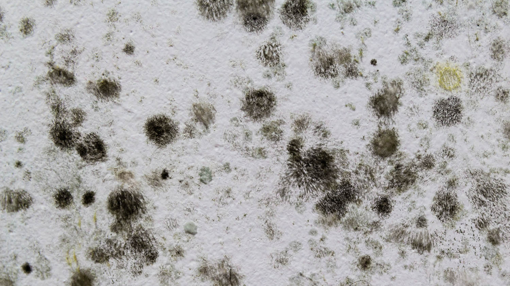 A black mold on a white wall.