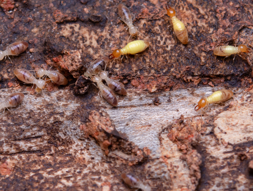 Termites eat wooden planks. Damage of a wooden house from termites