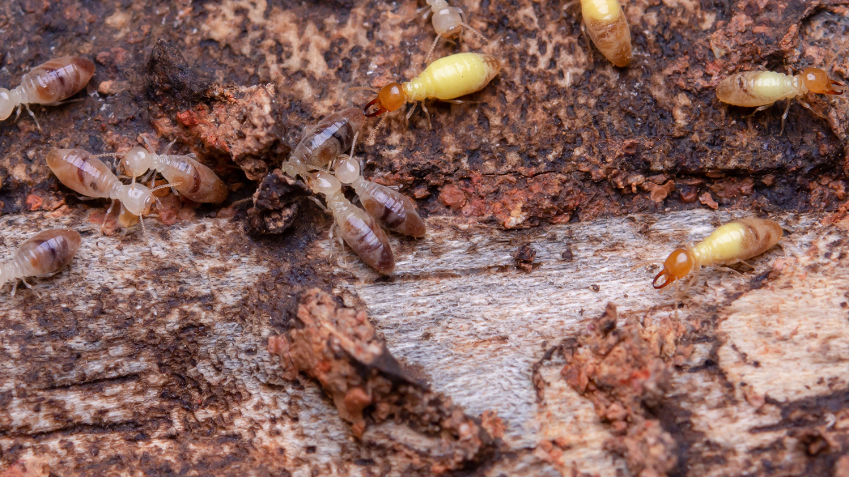 Termites eat wooden planks. Damage of a wooden house from termites