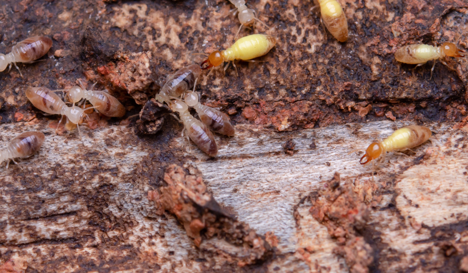 Termites eat wooden planks. Damage of a wooden house from termites