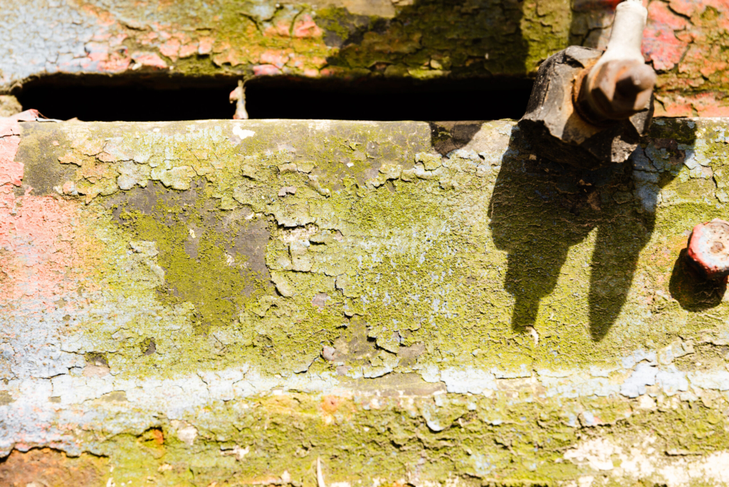mold and health