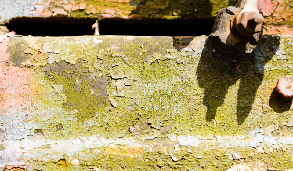 mold and health