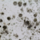 A black mold on a white wall.