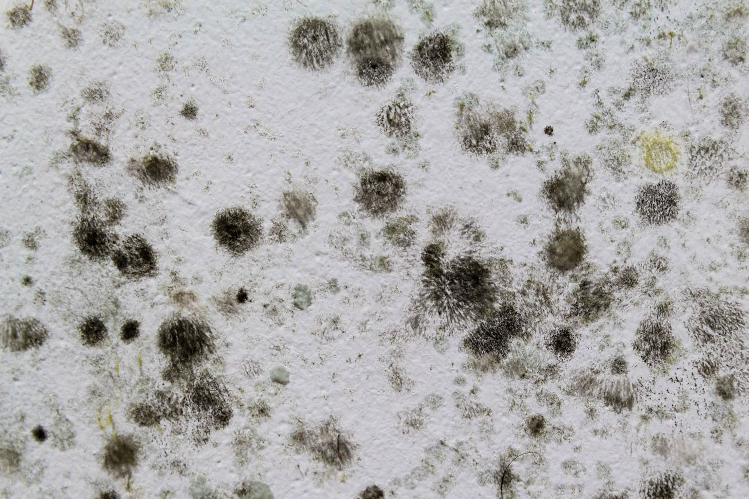 A black mold on a white wall.