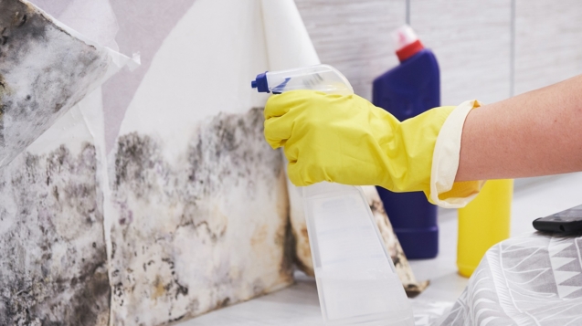 Technician removing mold from a wall during mold remediation in San Diego