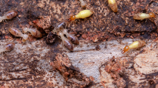 Termites eat wooden planks. Damage of a wooden house from termites