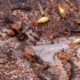 Termites eat wooden planks. Damage of a wooden house from termites