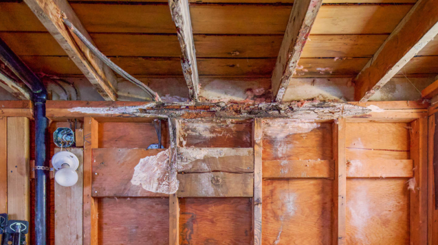 water damage restoration prevent mold