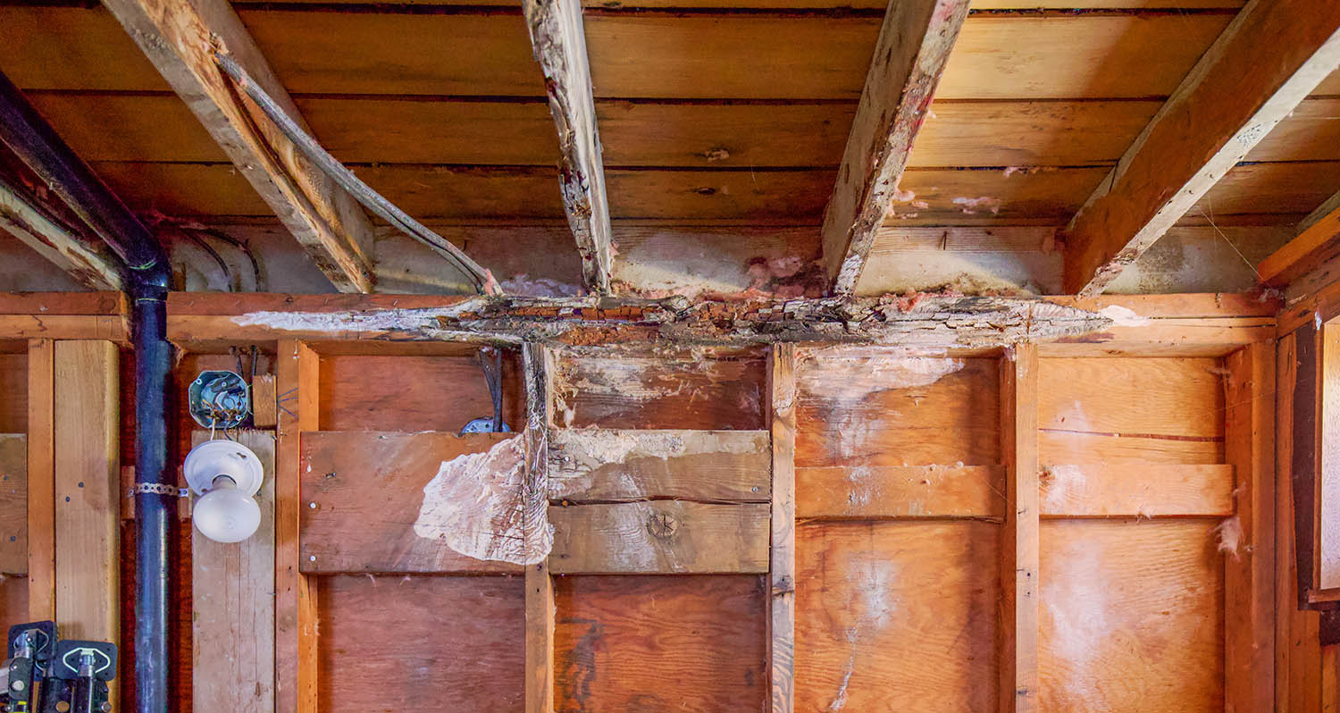 dry-rot-bathroom-wall-2024-11-26-10-38-05-utc