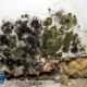 How Moisture Levels Influence Mold After Water Damage
